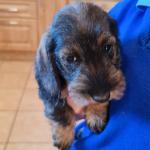 Miniature wire haired Dachshund for sale.