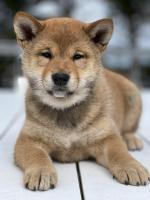 Shiba Inu puppies for sale.