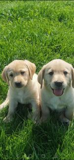 Golden Labrador in Kildare (fully vaccinated) for sale.