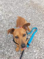 Corry the Dachshund in Galway for sale.