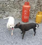 Staff Pitbull Cross [sold].