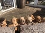 Labrador pups for sale.
