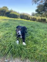 Collie cross for sale.
