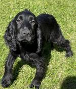 Purebred Cocker Spaniel male pups in Donegal for sale.