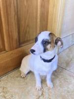 Male Jack Russell 9 months old for sale.