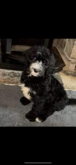 Gorgeous Sheepadoodle Puppies for sale.