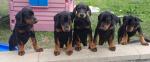 Doberman puppies in Offaly for sale.