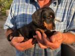 Beautiful Miniature Dachshund puppies for sale.