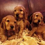 Cocker Spaniel Puppies [sold].