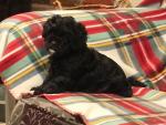 Male Cavapoo for sale.