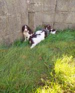 Springer spaniel puppies in Galway for sale.