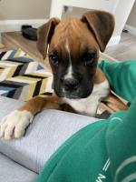 Male IKC Registered Boxer Pup for sale.