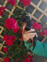 Miniature Dachshund puppy for sale.