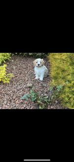 Female Cavachon in Offaly for sale.