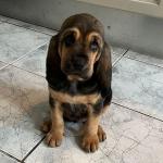 Bloodhound for sale.