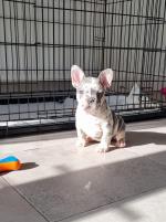Merle french bulldog for sale.