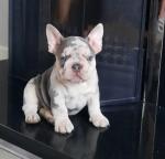 Male French bulldog 7 months old for sale.