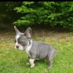 French bulldogs in Dublin for sale.