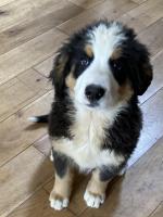 IKC Bernese Mountain Dog for sale.