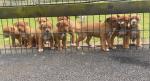 Red Nose Pitbull in Limerick Need gone job forces sale for sale.