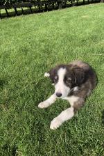 Border Collie pups for sale.