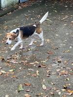 Toby the Beagle in Wexford for sale.