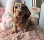 Dachshund puppies, IKC registered for sale.
