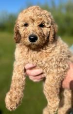 Labradoodle puppies for sale.