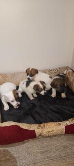 Jack russell pups in Dublin for sale.