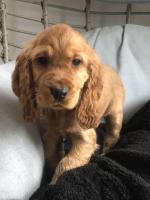 Show cocker puppies for sale.