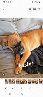 IKC Boxer puppies in Clare for sale.