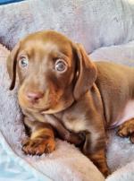 Beautiful Smooth Coat Miniature Dachshund Puppies for sale.
