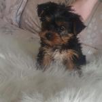 Male Yorkshire terrier for sale.
