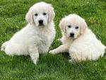 IKC Golden Retriever Puppies(Parents Health Tested) for sale.