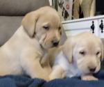 Chunky labradors for sale.