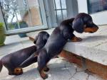 Mini Smooth Dachshunds for sale.
