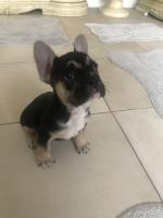 French bulldog for sale.