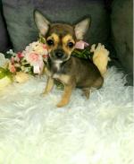 Tea cup Chihuahua puppies for sale.