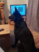 8 month old male IKC German shepherd for sale.