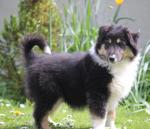 Rough Collie in Monaghan for sale.