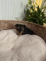 Female T Cup yorkie for sale.