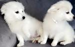 Japanese Spitz for sale.