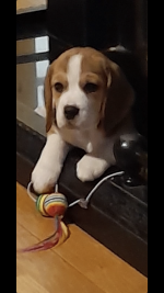 Beagle puppies- one female remaining for sale.