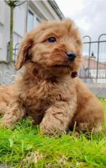 Red cockapoo puppies for sale.
