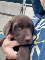 Brown labs for sale.