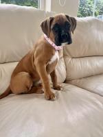 Boxer 3 female puppies, IKC registered for sale.