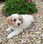 Cavachon in Galway for sale.