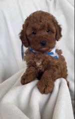 Maltipoo puppies for sale.