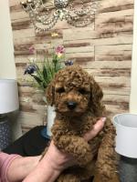 Male Toy Poodle on hold for sale.