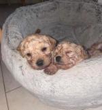 Adorable Cavapoo puppies €550 for sale.